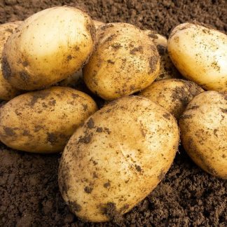 1 SUMMER PLANTING POTATO - WILJA