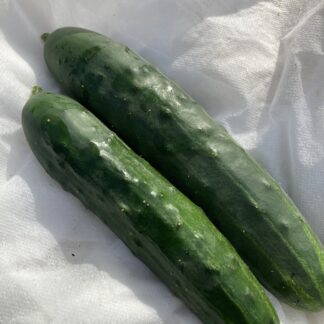 BUSH CHAMPION F1 Cucumber