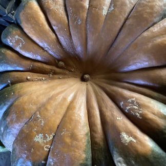 SQUASH Musquee de Provence