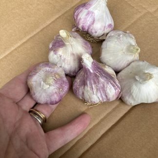 GARLIC Rhapsody Wight Garlic