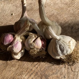 GARLIC Kingsland Wight